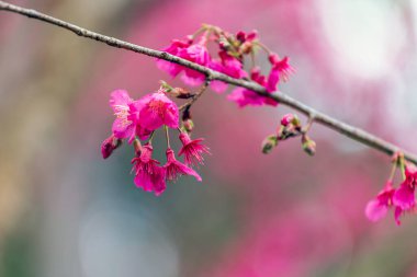 Kiraz çiçeği ve Sakura.
