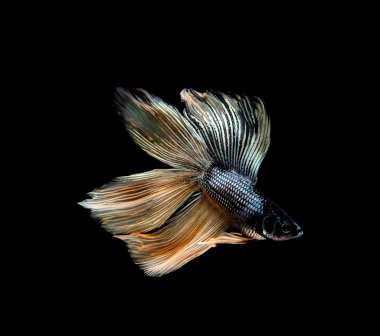 Beta balığı, siyam dövüşü, siyah arka planda izole edilmiş ihtişamlı bahis.