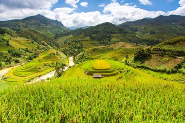 Muchangchai, Vietnam 'daki yeşil pirinç tarlaları Kuzeybatı' daki hasadı hazırlıyor.