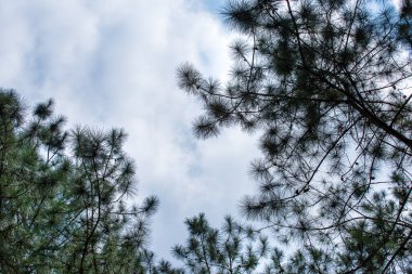 Pinus mugo - aynı zamanda sürünen çam, cüce dağ çamı, mugo çamı olarak da bilinir.