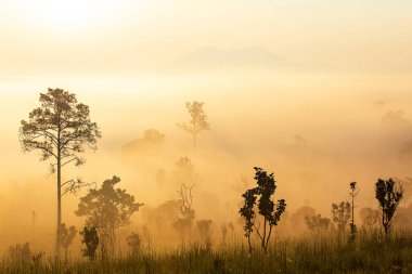 Pinus mugo - aynı zamanda sürünen çam, cüce dağ çamı, mugo çamı olarak da bilinir.