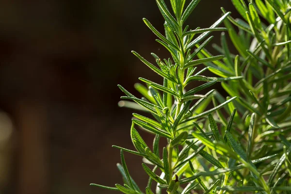 新鲜的迷迭香药草生长在室外 迷迭香树叶特写 — 图库照片