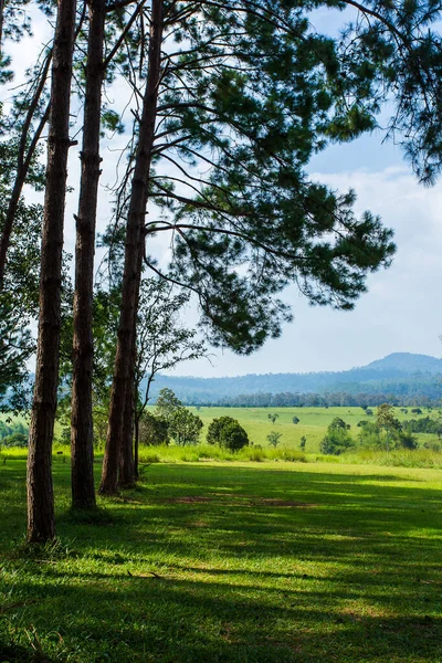 Pinus mugo - It is also known as creeping pine, dwarf mountain pine, mugo pine — Stock Image Pinus Mugo Also Known Creeping Pine Dwarf Mountain Pine Mugo Royalty Free Stock Images