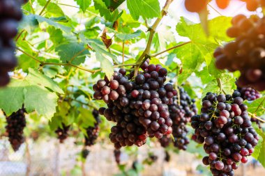 Hasatta üzüm bağları