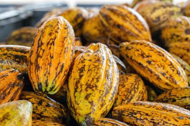 Tahta bir yüzeyde kakao çekirdeği ve kakao kabuğu..