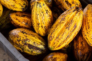 Tahta bir yüzeyde kakao çekirdeği ve kakao kabuğu..