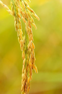 sarı yeşil pirinç tarlası