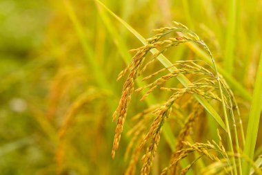 Sarı yeşil pirinç tarlasını kapatın.