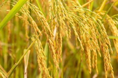 Sarı yeşil pirinç tarlasını kapatın.