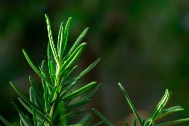 Taze Rosemary Herb dışarıda yetişiyor. Biberiye yaprakları Yakın plan.