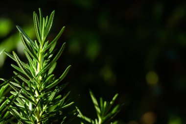 Taze Rosemary Herb dışarıda yetişiyor. Biberiye yaprakları Yakın plan.