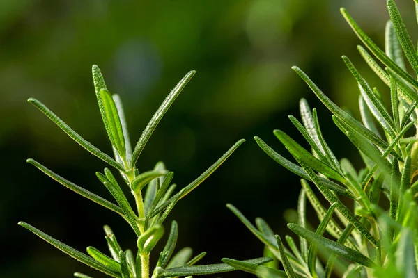 新鲜的迷迭香药草生长在室外 迷迭香树叶特写 — 图库照片