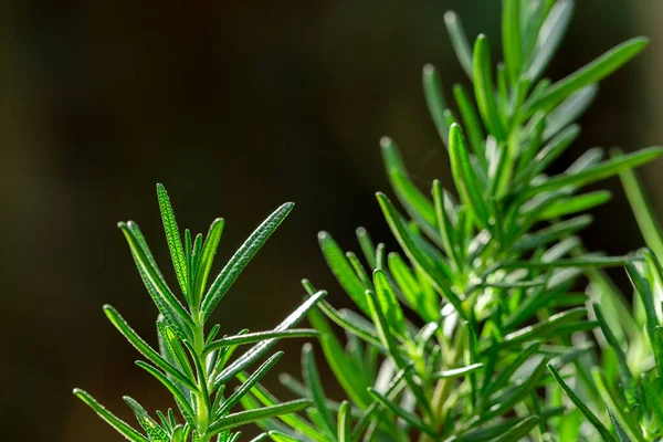 新鲜的迷迭香药草生长在室外 迷迭香树叶特写 — 图库照片