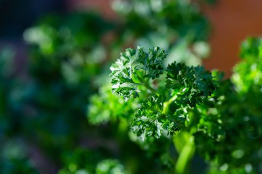 Kıvırcık maydanoz yaprakları bahçede yakın çekim yapar.