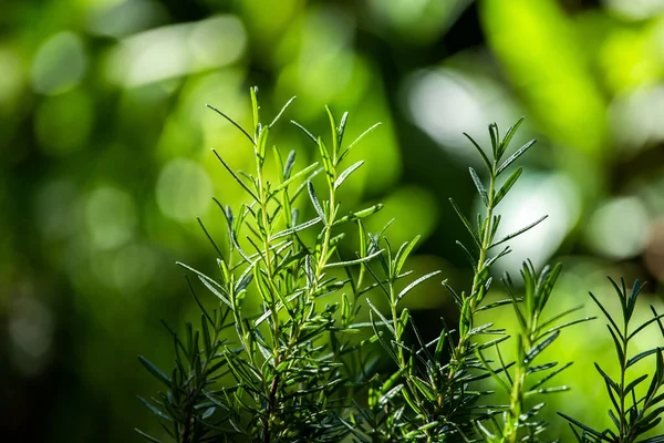 新鲜的迷迭香药草生长在室外 迷迭香树叶特写 — 图库照片