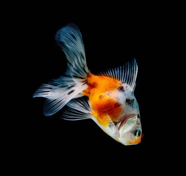 Pez Dorado Aislado Sobre Fondo Negro Oscuro —  Fotos de Stock