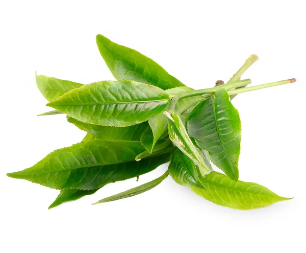 Beyaz Arkaplanda Yeşil Çay Yaprağı Izole — Stok fotoğraf