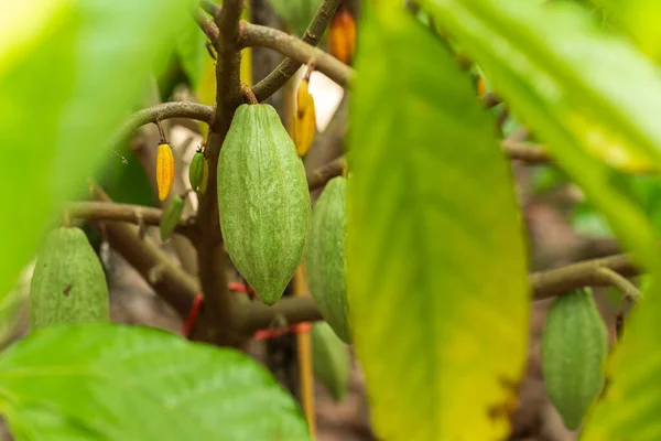 Cacao Tree Theobroma Cacao Organic Cocoa Fruit Pods Nature — Stock Photo, Image