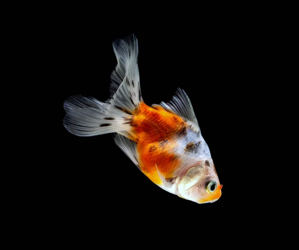 Pesce Rosso Isolato Uno Sfondo Nero Scuro — Foto Stock