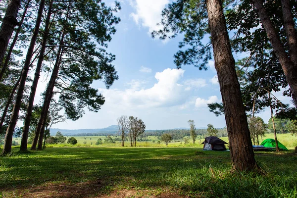 Pinus mugo - It is also known as creeping pine, dwarf mountain pine, mugo pine. — Stock Image Pinus Mugo Also Known Creeping Pine Dwarf Mountain Pine Mugo Stock Photo