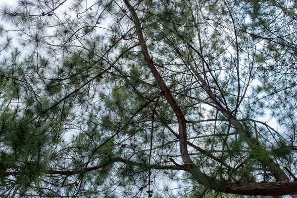 Pinus mugo - It is also known as creeping pine, dwarf mountain pine, mugo pine. — Stock Image Pinus Mugo Also Known Creeping Pine Dwarf Mountain Pine Mugo Stock Image