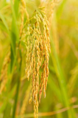 sarı yeşil pirinç tarlası