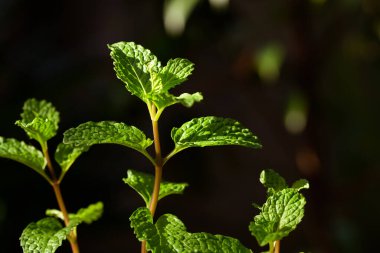 Organik bahçede taze nane ağaçları..
