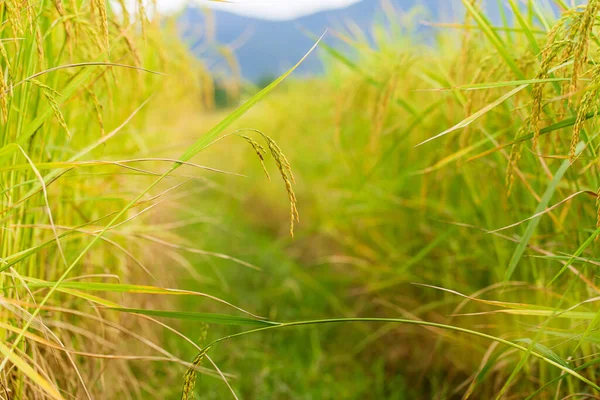 Campo Arroz Verde Amarelo — Fotografia de Stock