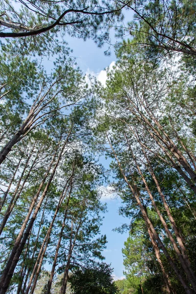 Pinus mugo - It is also known as creeping pine, dwarf mountain pine, mugo pine. — Stock Image Pinus Mugo Also Known Creeping Pine Dwarf Mountain Pine Mugo Stock Picture