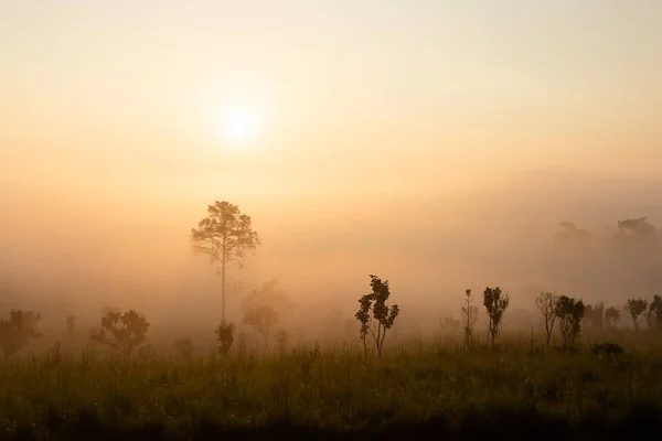 Sunrise at the mountain view Pinus mugo - It is also known as creeping pine — Stock Image Sunrise Mountain View Pinus Mugo Also Known Creeping Pine Royalty Free Stock Images
