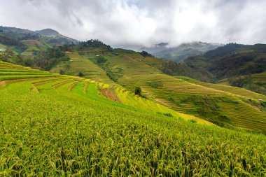 Muchangchai, Vietnam 'daki yeşil pirinç tarlaları Kuzeybatı' daki hasadı hazırlıyor.