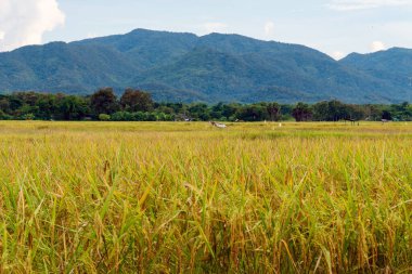 sarı yeşil pirinç tarlası