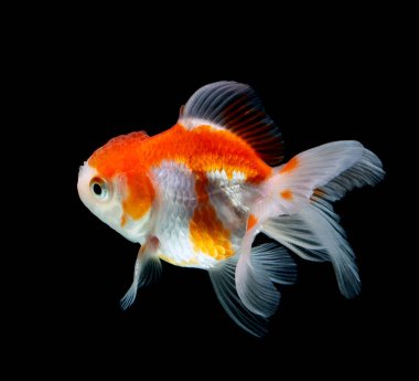 Japon balığı koyu siyah bir arkaplanda izole edilmiş.