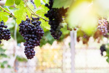 Hasatta üzüm bağları