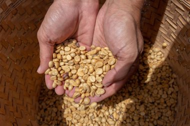 Kahve çekirdeği. Ahşap bir arkaplan dönüşünde