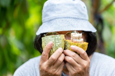 Adam kakao kabuğundan fasulye alıyor.