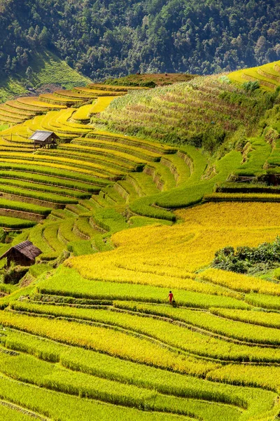 Gröna Risfält Terrasserade Muchangchai Vietnam Risfält Förbereder Skörden Nordväst — Stockfoto