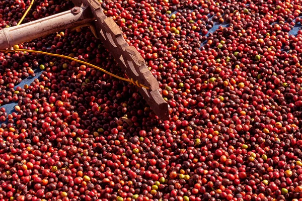 Bagas Café Arábica Frescas Fazenda Café Orgânico — Fotografia de Stock