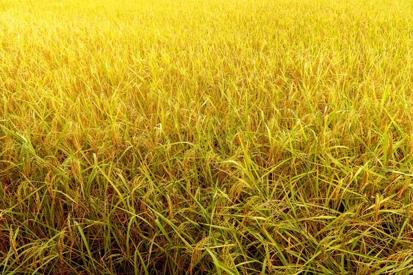 Campo Arroz Verde Amarelo — Fotografia de Stock