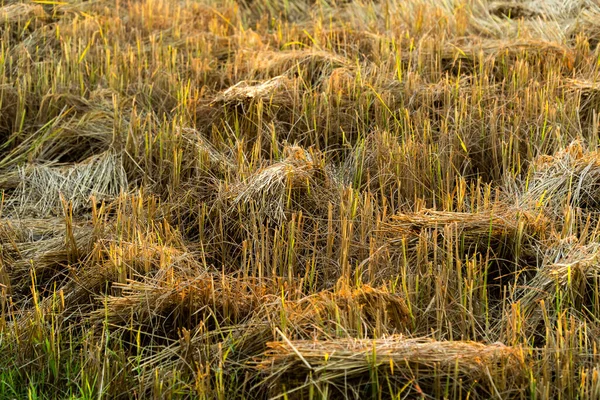 Geel Groen Rijstveld — Stockfoto