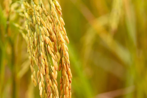 Sarı yeşil pirinç tarlasını kapatın.