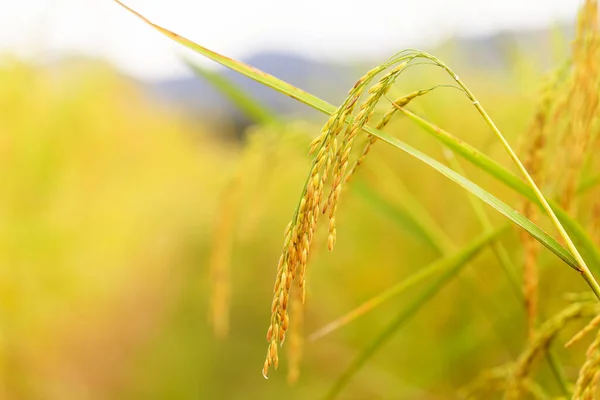 Sarı Yeşil Pirinç Tarlası — Stok fotoğraf