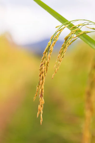 Κίτρινο Πράσινο Χωράφι Ρυζιού — Φωτογραφία Αρχείου