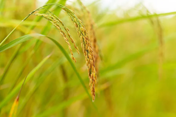 Sarı Yeşil Pirinç Tarlası — Stok fotoğraf
