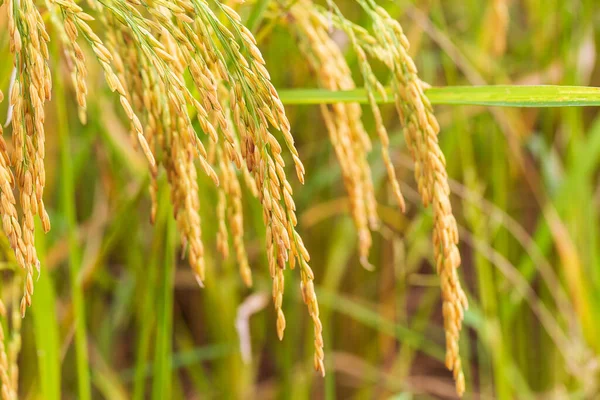 Κίτρινο Πράσινο Χωράφι Ρυζιού — Φωτογραφία Αρχείου