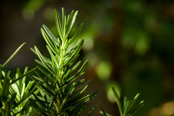 新鲜的迷迭香药草生长在室外 迷迭香树叶特写 — 图库照片