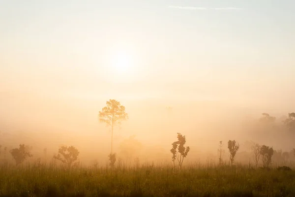 Pinus mugo - It is also known as creeping pine, dwarf mountain pine — Stock Image Pinus Mugo Also Known Creeping Pine Dwarf Mountain Pine Royalty Free Stock Images