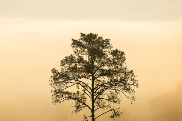 Pinus mugo - It is also known as creeping pine, dwarf mountain pine — Stock Image Pinus Mugo Also Known Creeping Pine Dwarf Mountain Pine Stock Image
