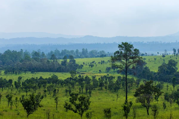 Pinus mugo - It is also known as creeping pine, dwarf mountain pine, mugo pine. — Stock Image Pinus Mugo Also Known Creeping Pine Dwarf Mountain Pine Mugo Stock Picture