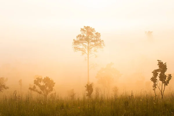 Sunrise at the mountain view Pinus mugo - It is also known as creeping pine — Stock Image Sunrise Mountain View Pinus Mugo Also Known Creeping Pine Royalty Free Stock Photos